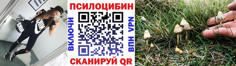 дарнет шоп  Находка  Галлюциногенные грибы Psilocybe 